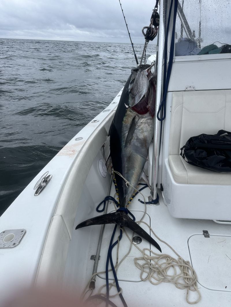 A big bluefin tuna boatside on an offshore Cape Cod charter