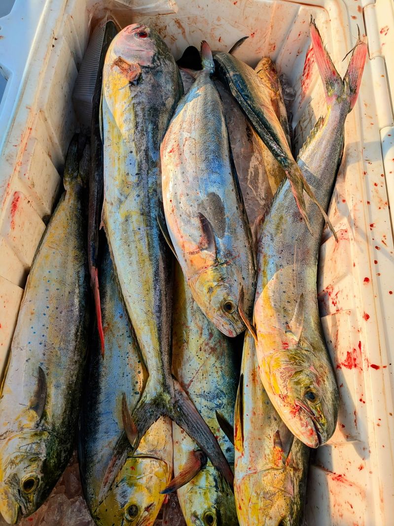 A cooler full of fresh mahi and tuna from an offshore trip