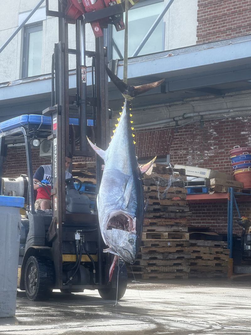 A trophy bluefin tuna at the dock