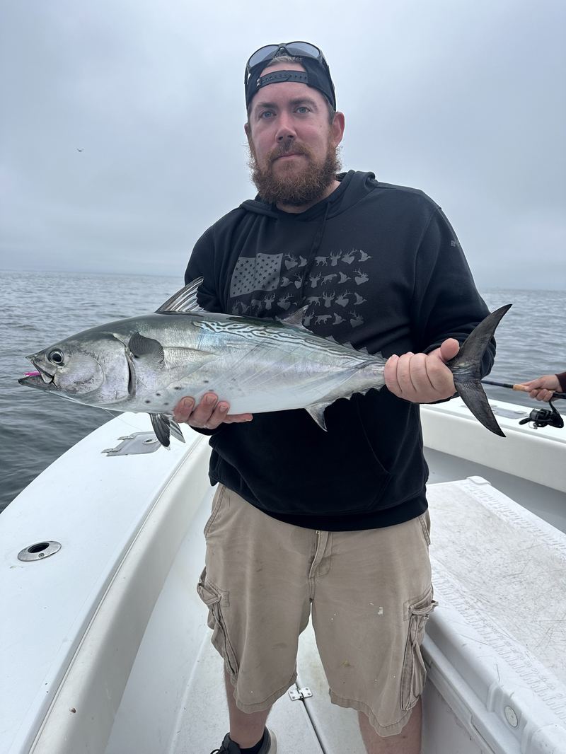 Albie fishing, Cape Cod Charter