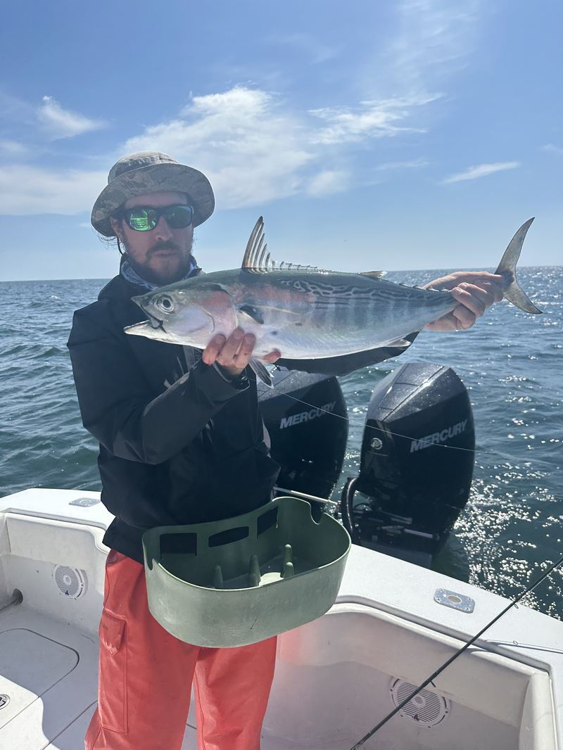 Albies on the fly, Cape Cod