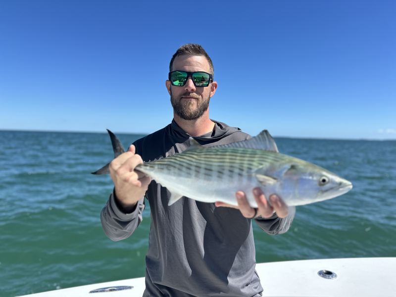 Angler holding a bonito caught on the fall run