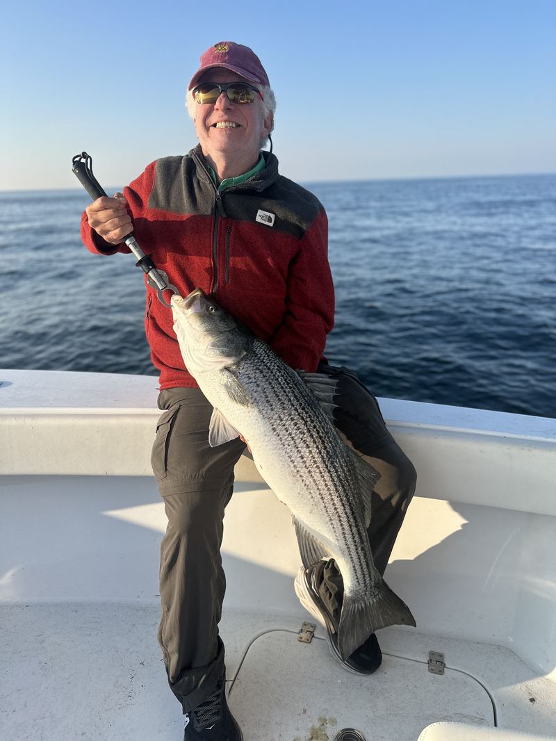 Angler lifting a striped bass by the leader