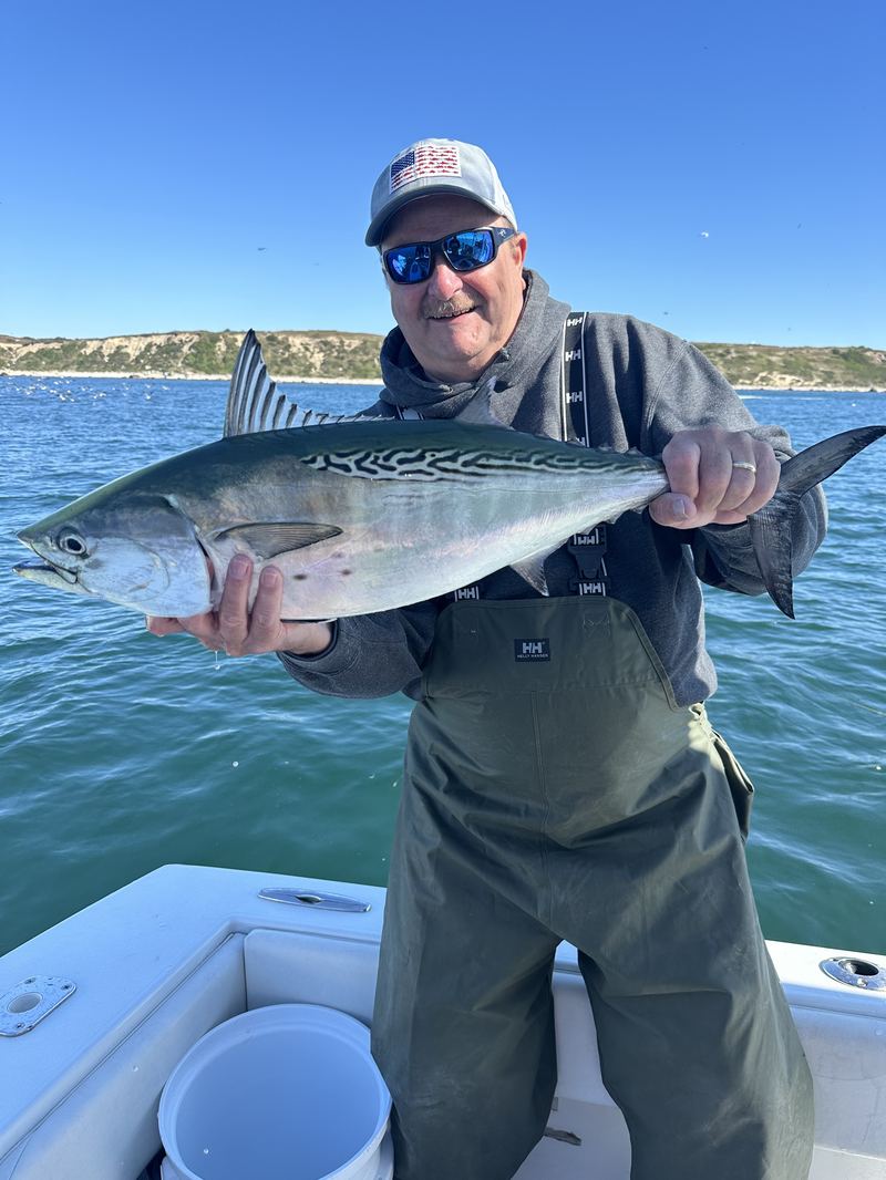 Angler with a big false albacore off Cape Cod