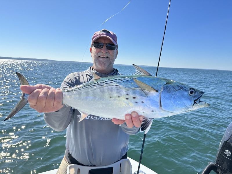 Angler with a big false albacore on a Cape Cod charter