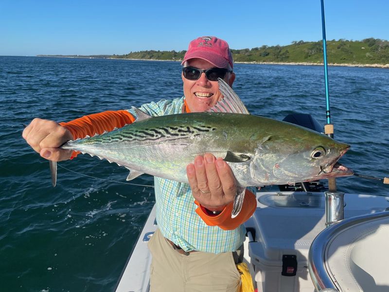 Angler with a big false albacore on a Cape Cod charter