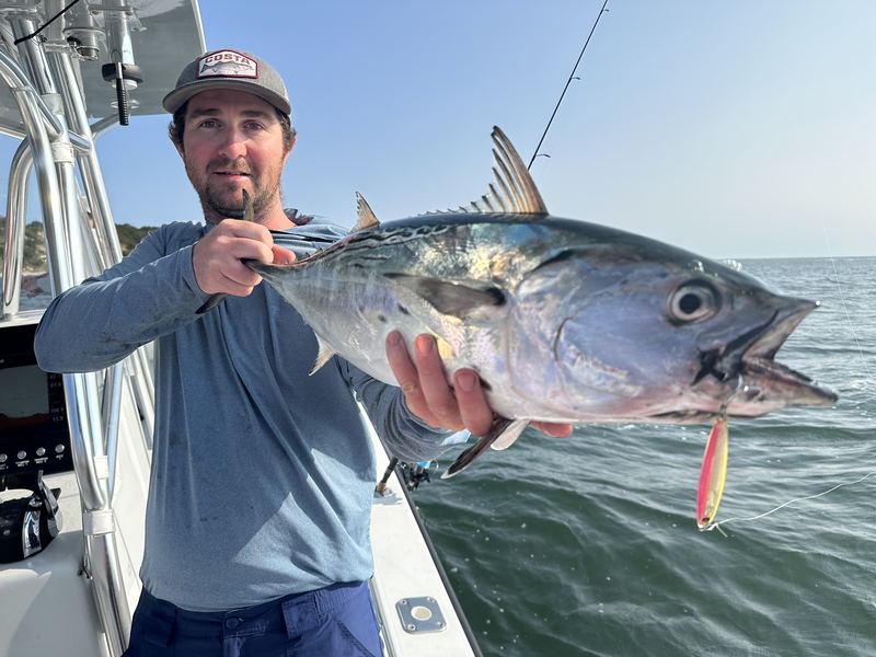 Angler with a big false albacore on a Cape Cod fall charter