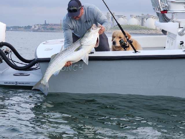 Angler with a big striped bass and a golden retriever, Boston skyline behind