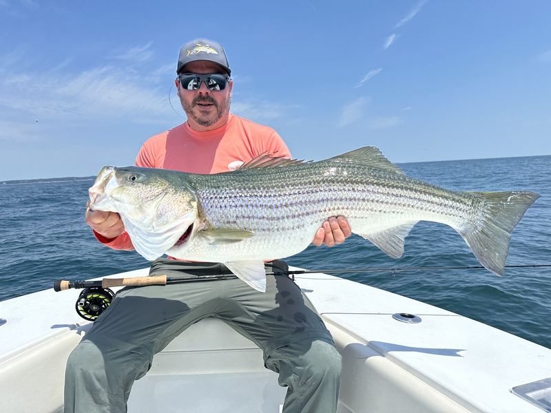 Angler with a big striped bass caught on the fly, Boston Harbor