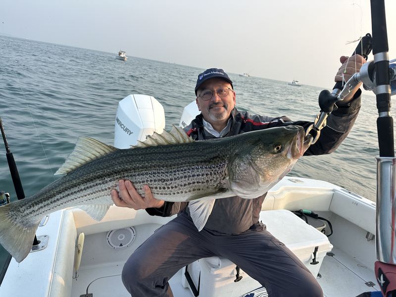 Angler with a big striped bass coming to the net