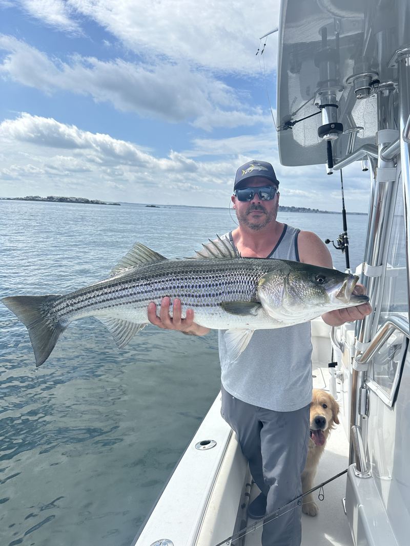 Angler with a big striped bass on a Boston Harbor charter