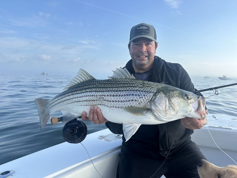 Angler with a big striped bass on the fly, Boston Harbor