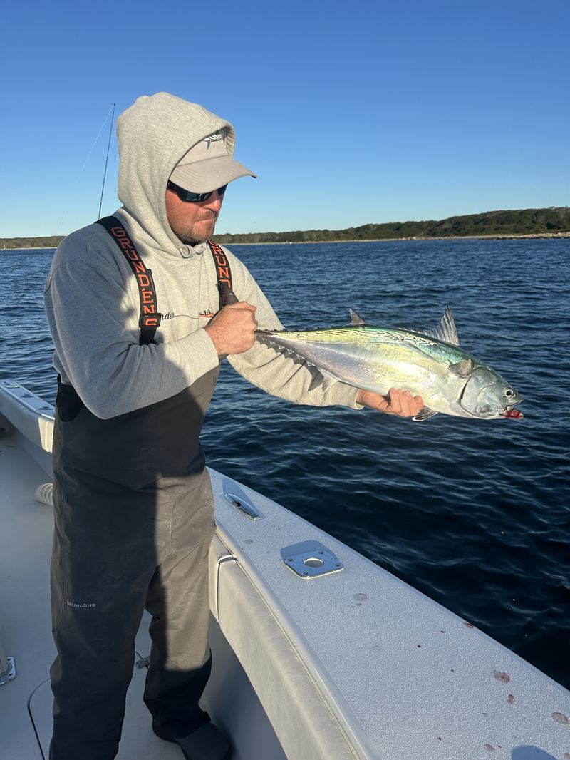 Angler with a false albacore on a Cape Cod charter