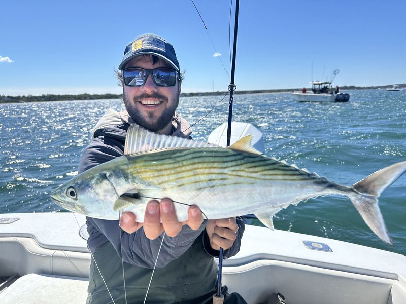 Angler with a false albacore on a Cape Cod charter