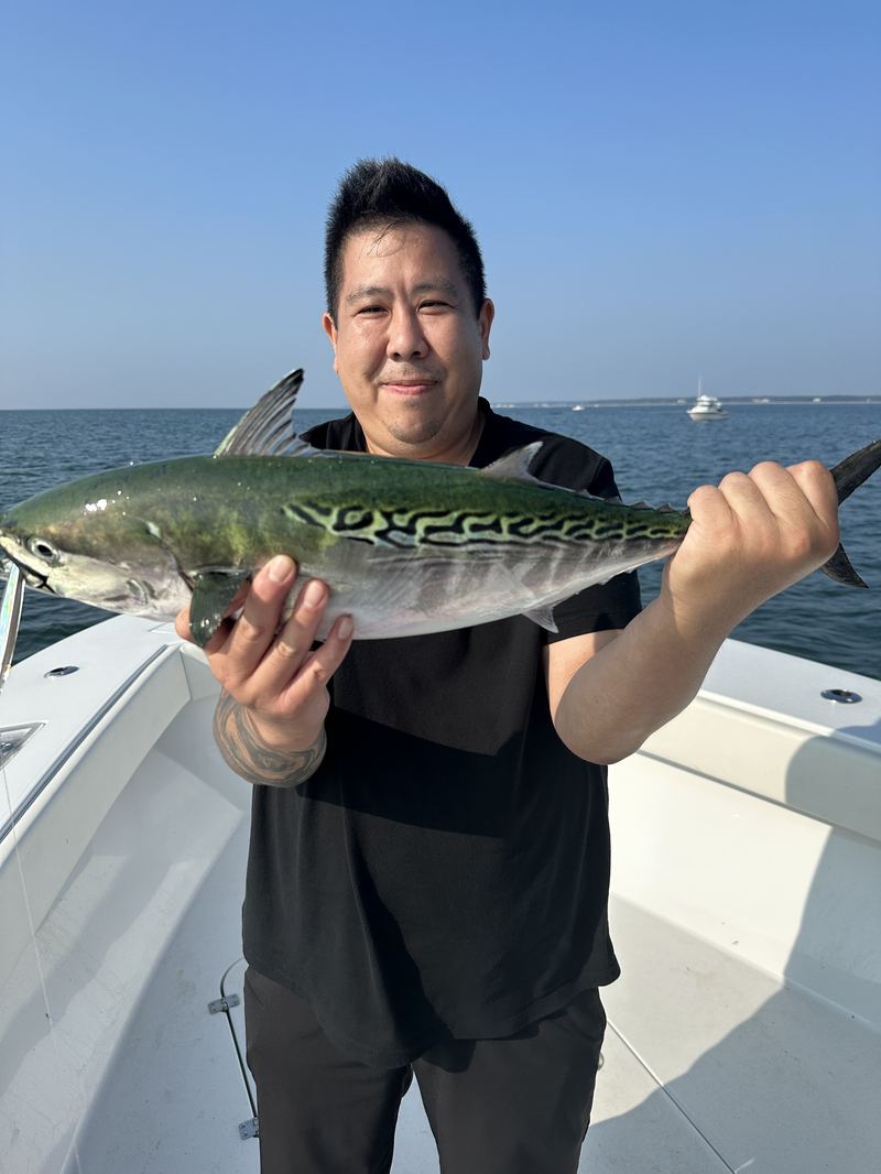 Angler with a false albacore on a Cape Cod charter