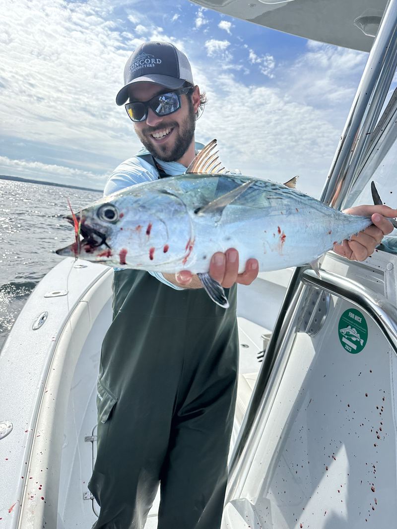 Angler with a false albacore on a Cape Cod charter