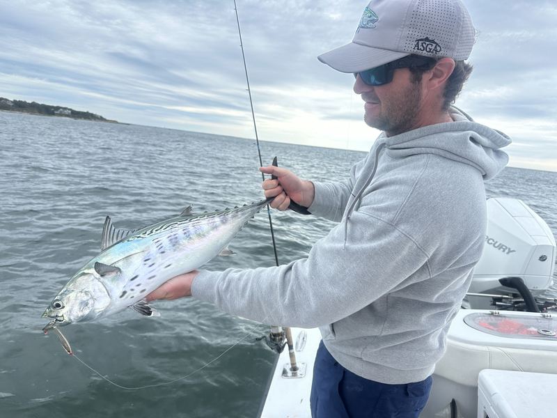 Angler with a false albacore on a Cape Cod charter