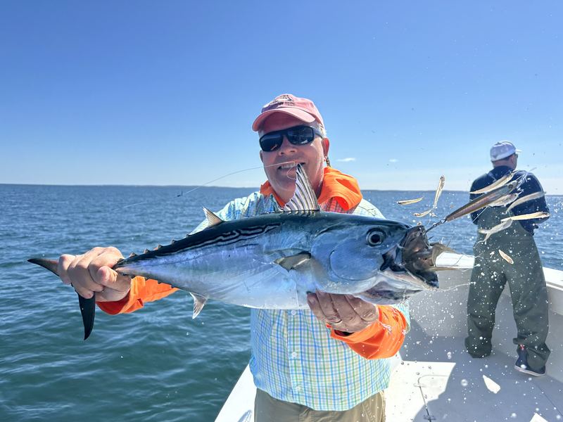 Angler with a false albacore on the fall run