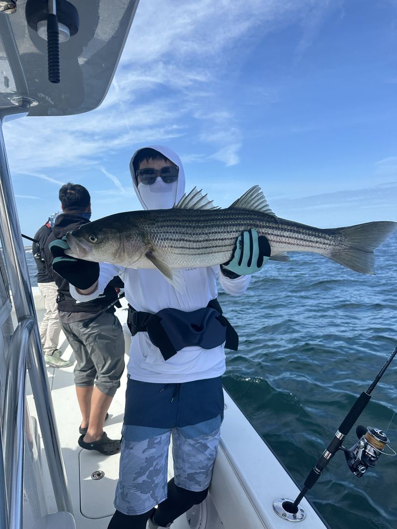 Angler with a striped bass on a Boston Harbor charter