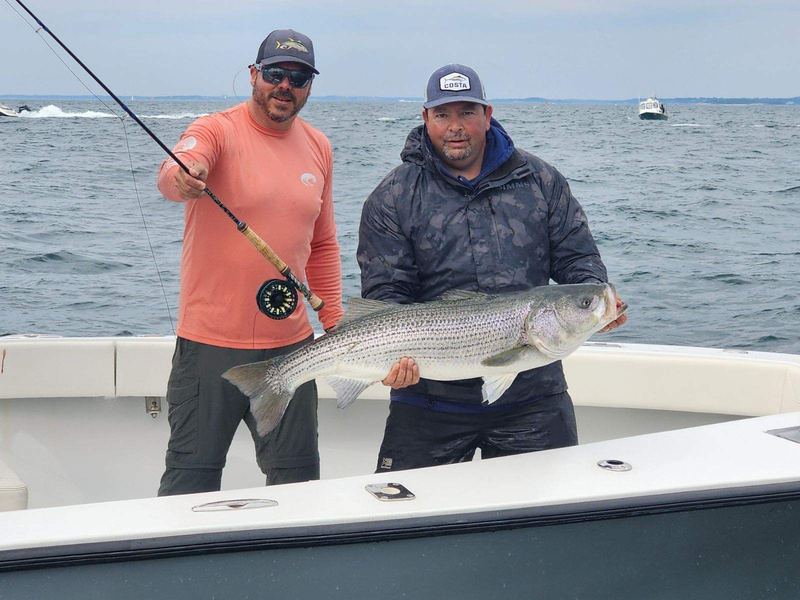 Big striped bass on the fly, Boston Harbor
