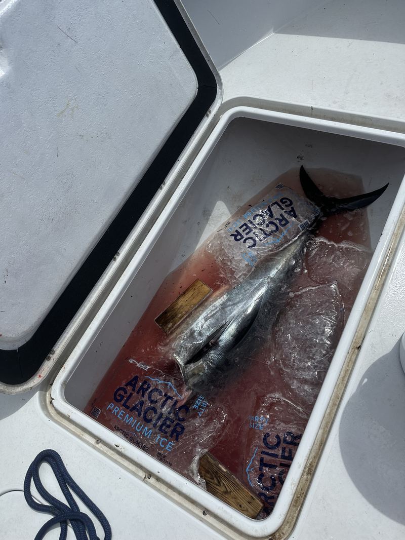Bluefin tuna on ice after an offshore charter