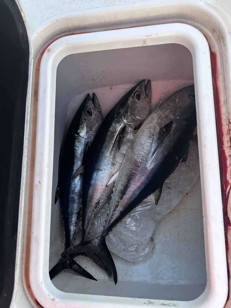 Bluefin tuna on ice after an offshore trip