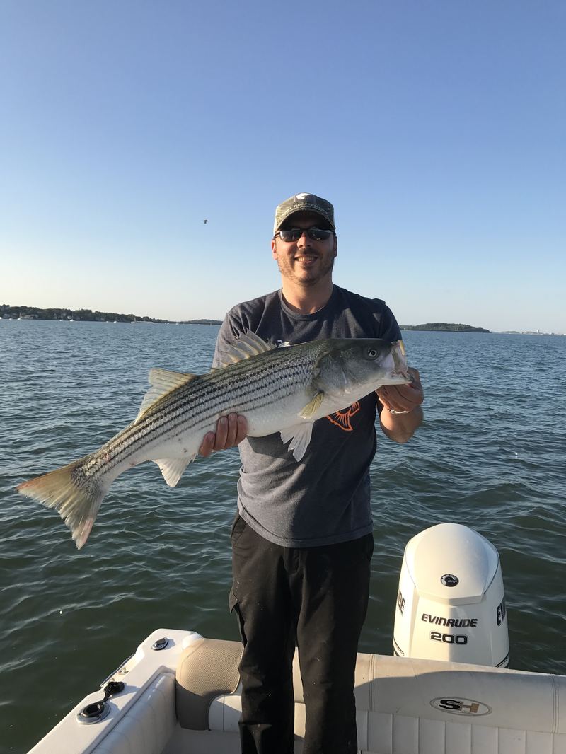 Boston Harbor blitzing stripers