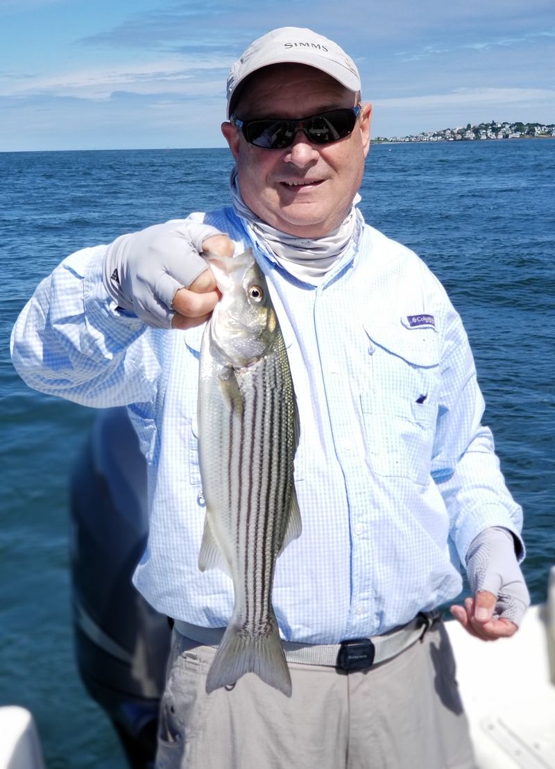 Boston Harbor Striped Bass Schoolie