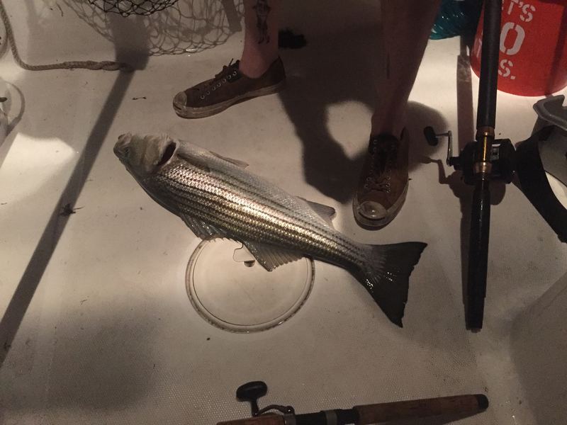 Boston Harbor striper on live eels