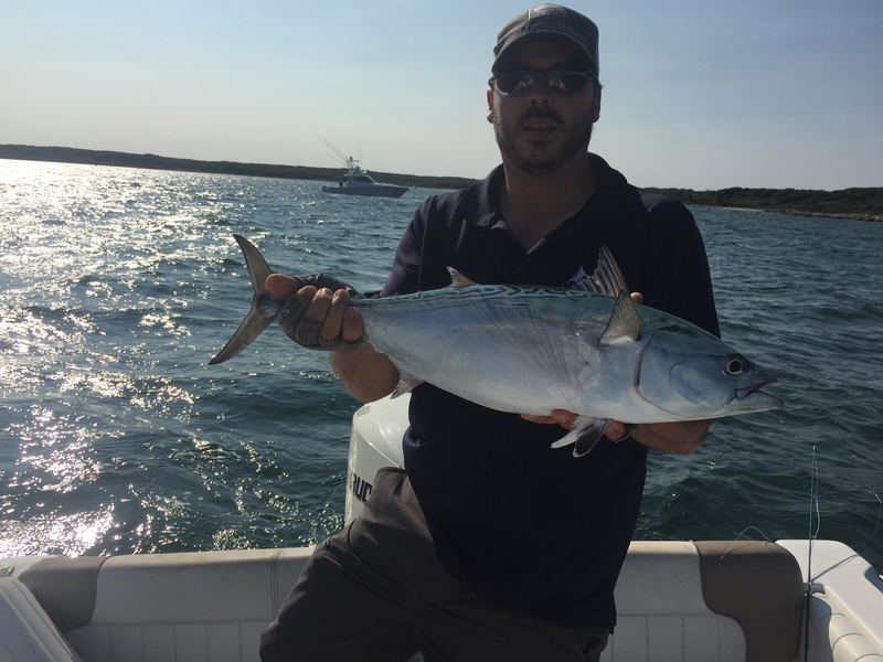 Cape Cod Albie
