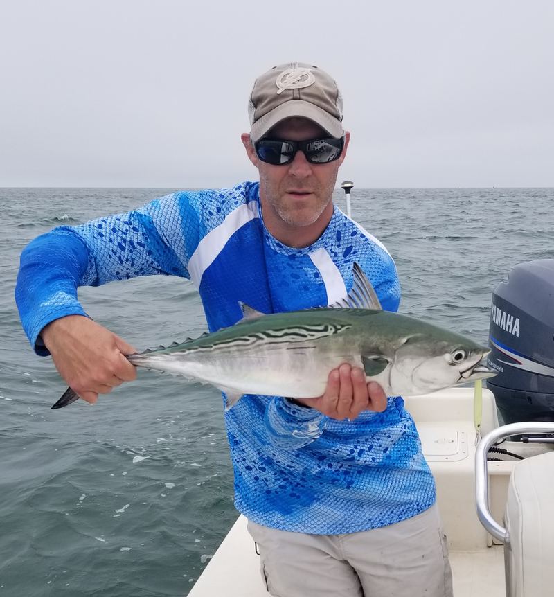 Cape Cod Albie