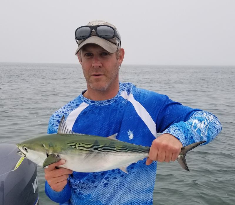 Cape Cod Albie on light tackle