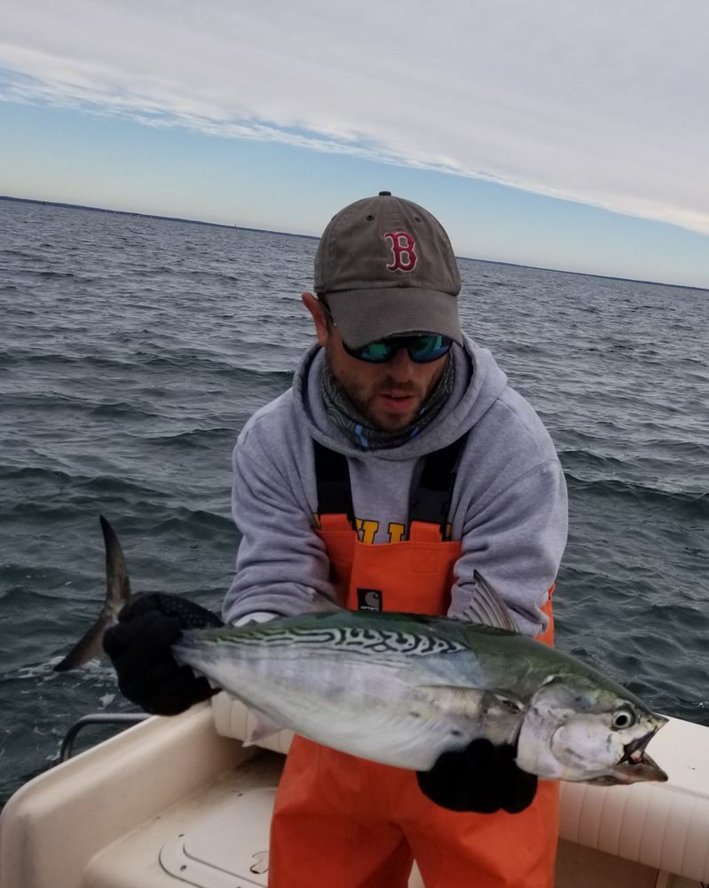 Cape Cod Albie on light tackle