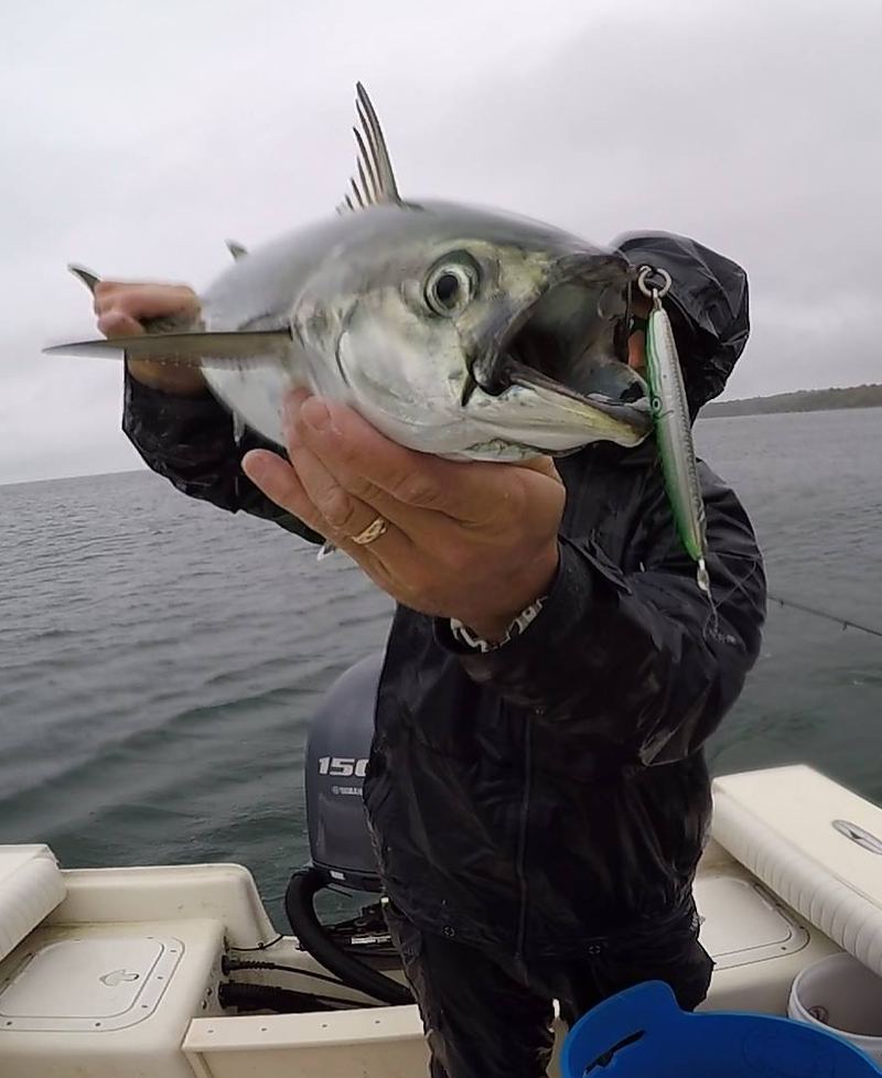 Cape Cod Albies on Hogy Squinnow jigs