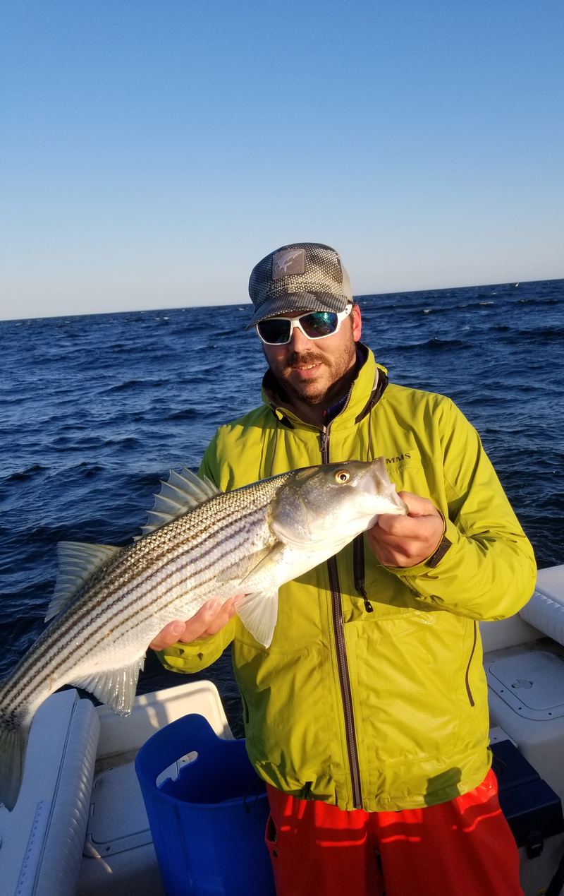Cape Cod Bay Striped Bass