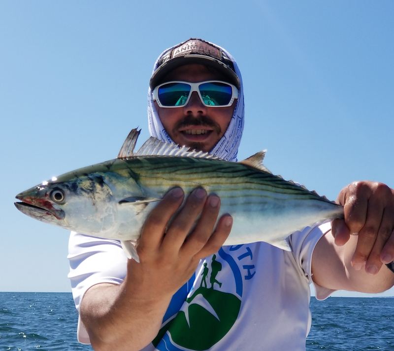 Cape Cod Bonito