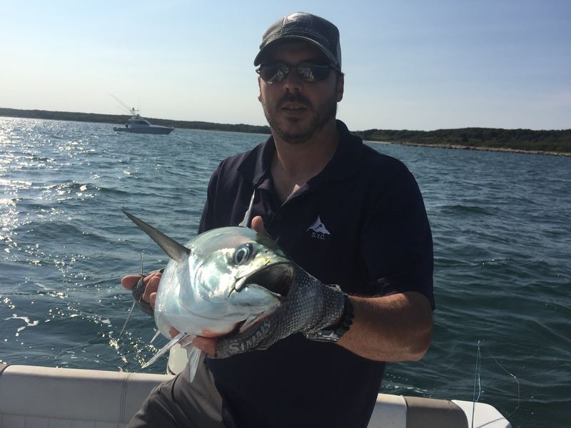 Cape Cod False Albacore