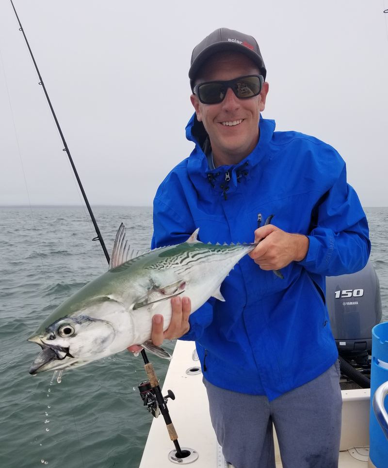 Cape Code False Albacore on light tackle