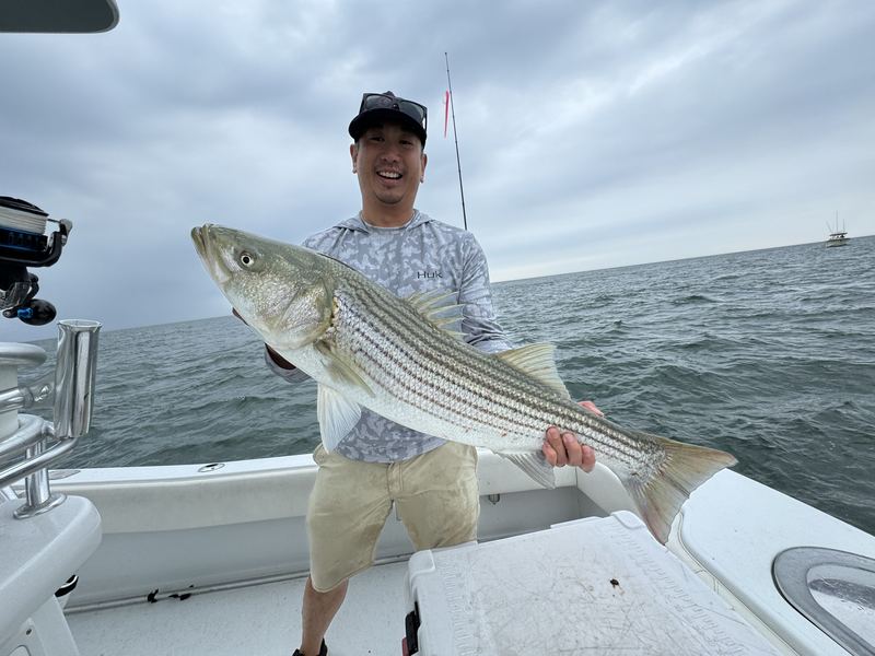 Chatham striped bass fishing charter