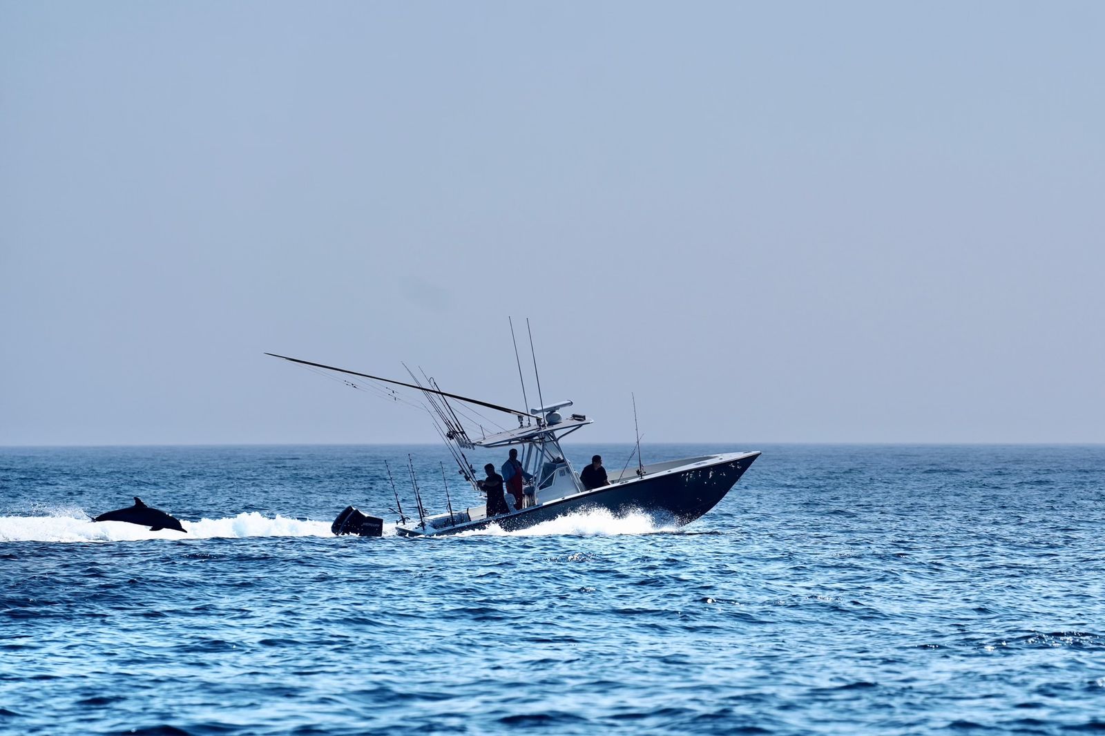 The Conch 27 Bon Temps charter boat running past dolphins off Cape Cod