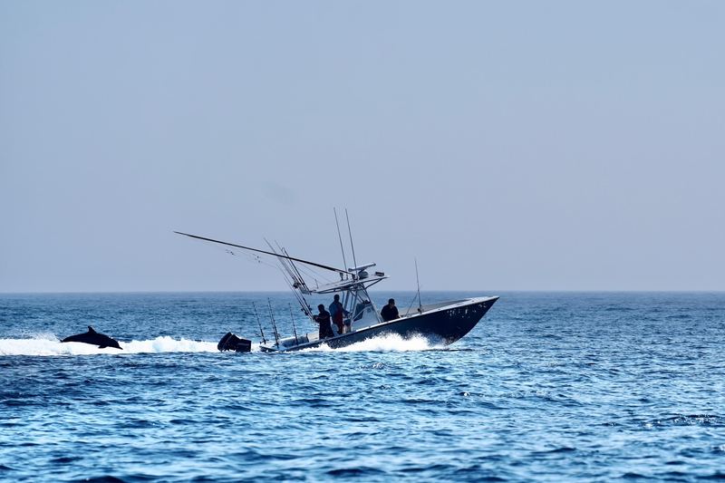 Conch 27 charter boat running past dolphins off Cape Cod