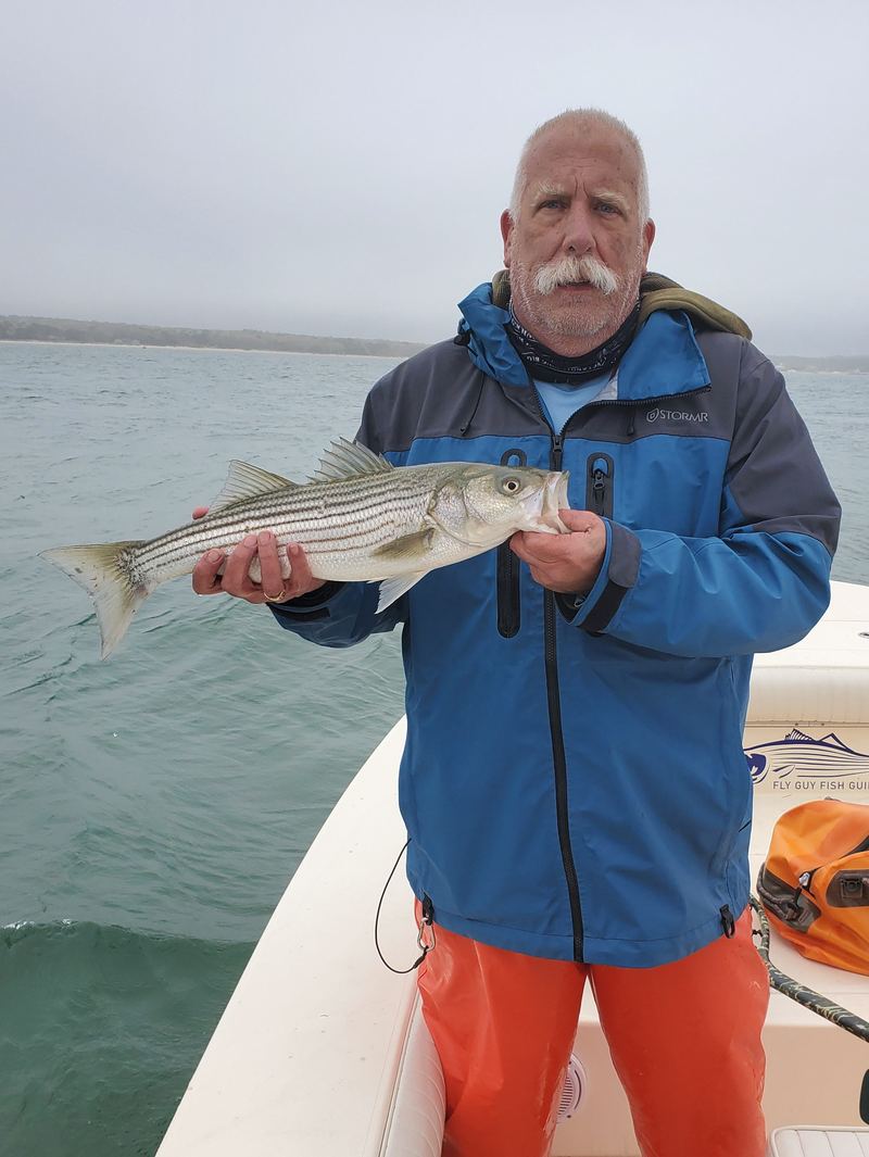 Early season striped bass on Cape Cod Rips