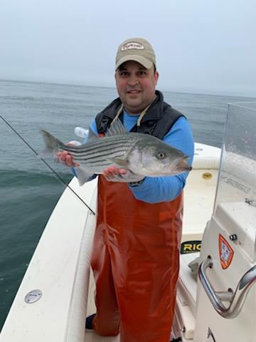 Fly fishing the rips for striped bass