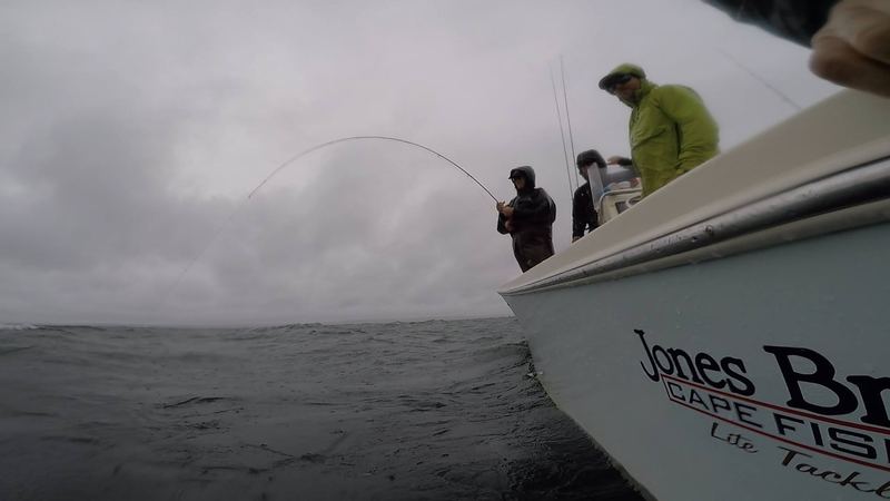 Hooked up on a Cape Cod Albie on the Fly
