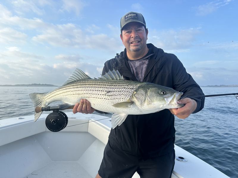Jumbo Striped Bass in Boston Harbor on the fly