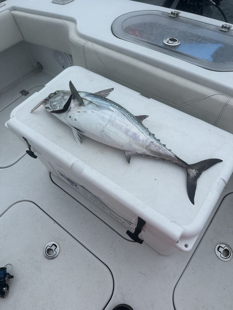 Large Sized Albies in Cape COD